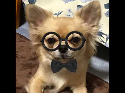 五島弁犬『笑福」君