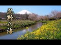 YAMANASHI【Cherry blossoms】Oshino Hakkai w/Mt. Fuji, World heritage site.忍野八海 #4K