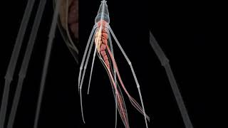SEA SPIDER ITU NYATA!"