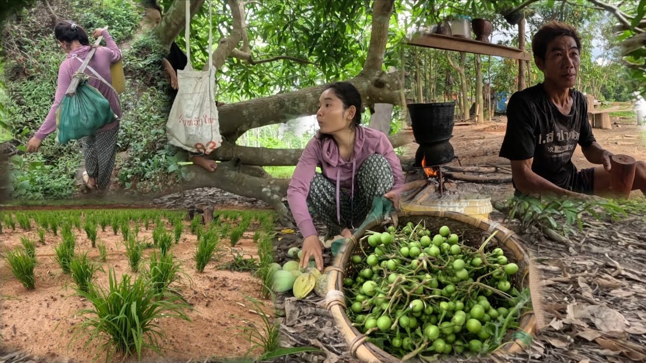 ດຳນາແລ້ວຂື້ນໄຮ່ດົງ//ดำนาแล้วขื้นไร่ดง  26 มิถุนายน ค.ศ. 2025