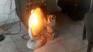 Dangerous! Dog sits close to electric heater to get warm - YouTube