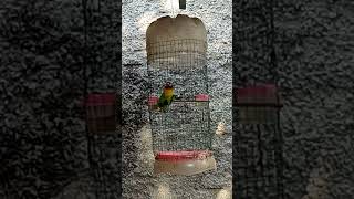 Tarikkk Sisss Goyang Trusss