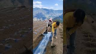 Fast &amp; Efficient Way to Cover Crop Beds #shorts
