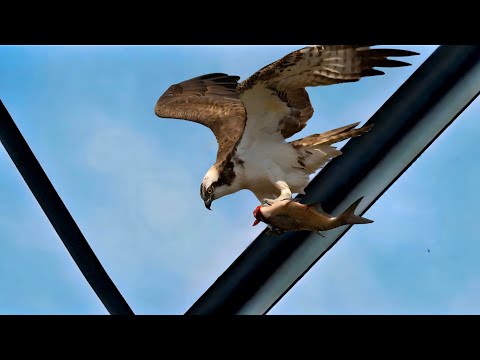 Osprey Eating A  Fresh Fish #ospreys  #osprey 