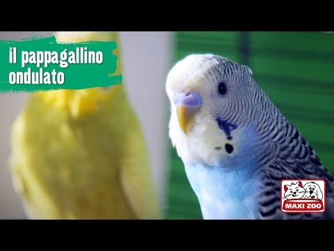 TUTORIAL: il mio pappagallino ondulato | Maxi Zoo