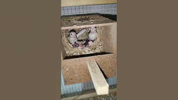 Java sparrow breeding #shortvideo  #nazimsarim #breeding