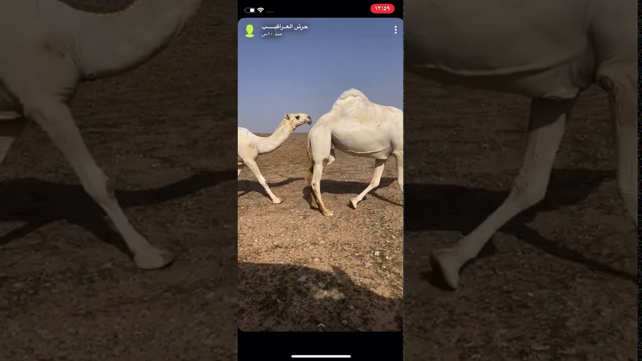 زيارة صاحب النظر: حسن بن عميق الغيثي