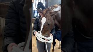 Why Horses Get Electromagnetic Wave Therapy #goodtoknow #vet #medicine #funfacts #lifehack #survival