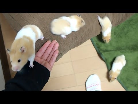 funny-hamster-playing-with-owner,me!【funny-&-cute-hamster-make-your-feel-at-ease】