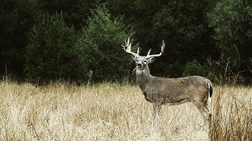 Learn How Using a Rangefinder Can Help to Recover Downed Game