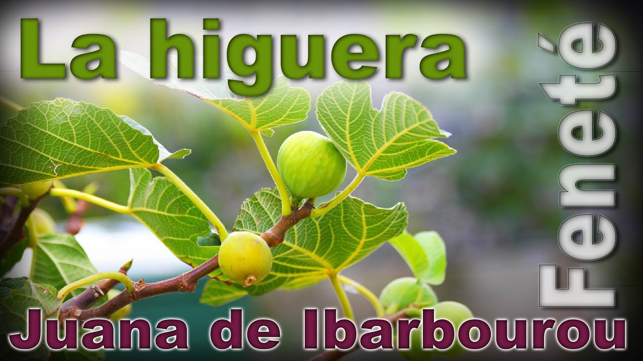 QUE HERMOSO POEMA!!! La higuera JUANA DE IBARBOUROU - Recitado por