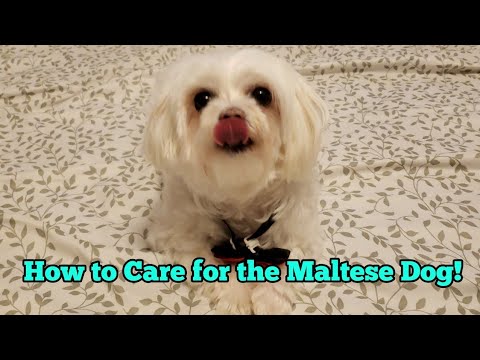 Como cuidar de: Maltese Dogs!