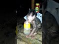 Obet drink water sugar | new born baby monkey