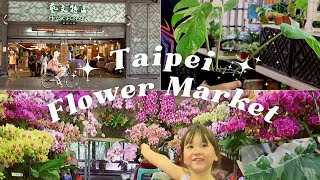 plant lover&#39;s paradise! l travel vlog l variegated monstera for cheap?!