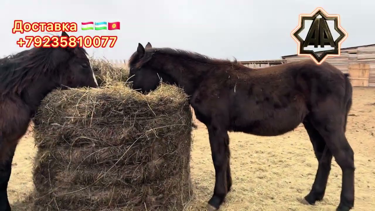 Г Абакан Дилмурад Хожи Отлар Тойлар Савдоси. 10.02.2026 йил