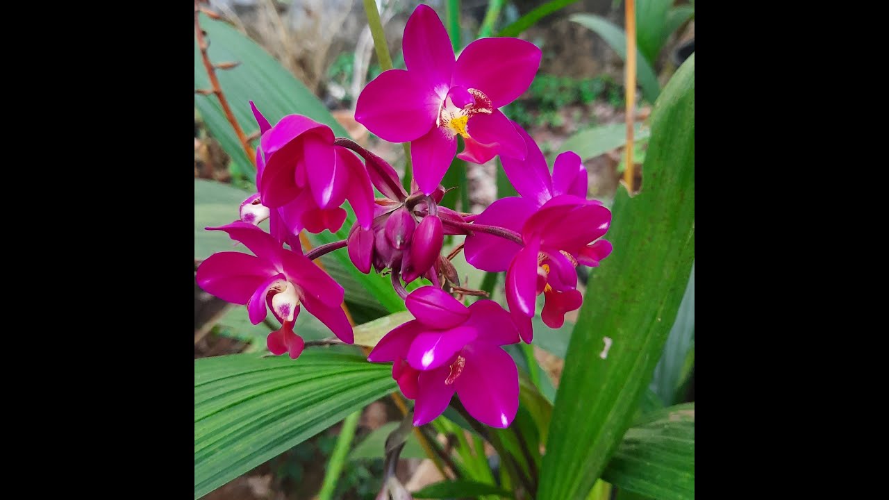 Ground Orchid Varieties | Tinora Gardens
