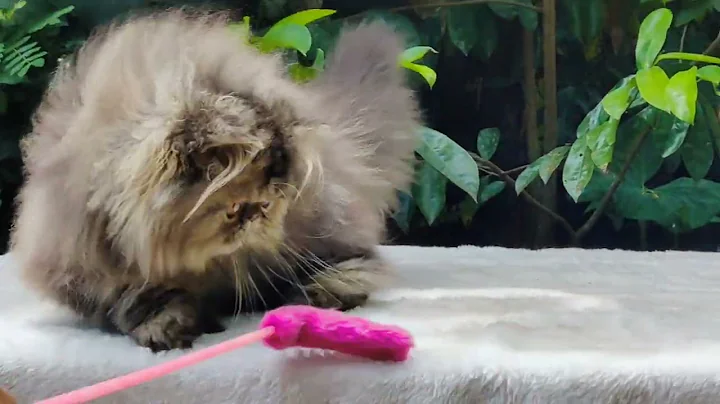 Video 11231231: punch persian cat, quality persian cat