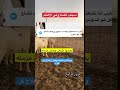 أسباب الضلاع في الأغنام الضلاع أغنام يوميات ابوشجاع 