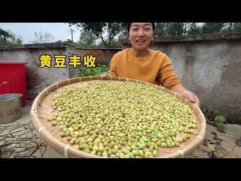 趕在下雨前收黃豆 今年豆子又大又飽滿 比去年產量高不少