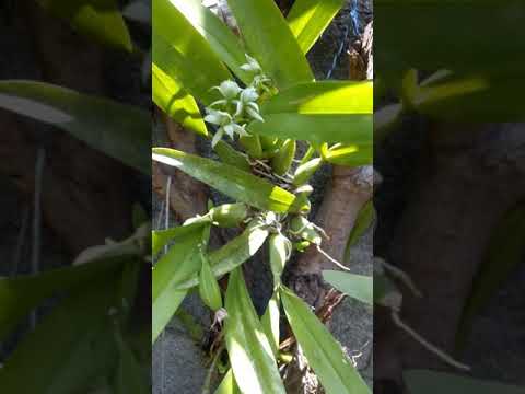 Vídeo: Propagació de plantes epífites: com propagar plantes epífites