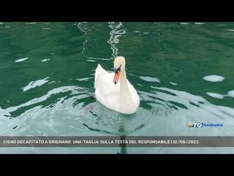 CIGNO DECAPITATO A GRIGNANO: UNA 'TAGLIA' SULLA TESTA DEL RESPONSABILE | 12/05/2023