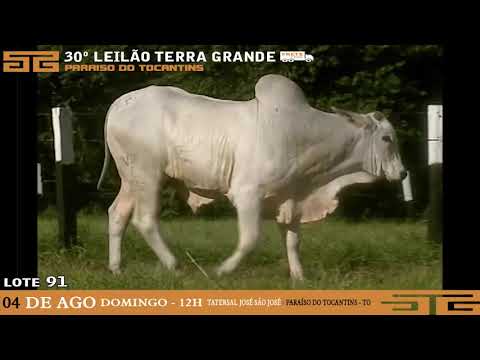 LOTE 091