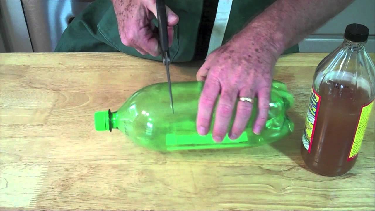 DIY Fruit Fly Trap - The Natural Nurturer