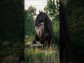 Horses- Speed, Beauty, Brains #horse #horseracing #horserace #friesianhorse #andalusianhorse #arabia