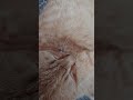 道で猫が寝ていたら？(茶トラ猫編) Cat on Road (Kobe City, Japan)