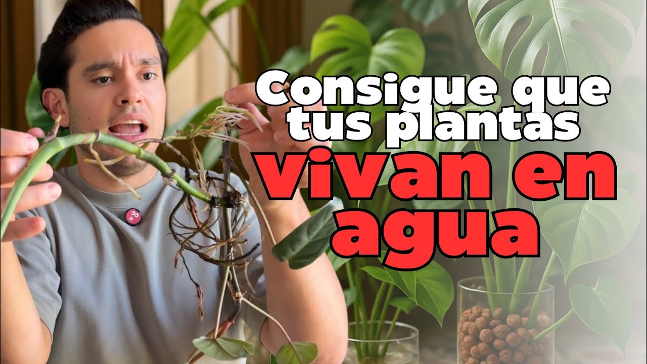 ¿Las plantas pueden vivir solo en agua? Lo que nadie te explica sobre raíces y semihidroponía
