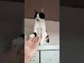 お、お手!#猫#cat#保護猫#三毛猫#お手#可愛い#Short