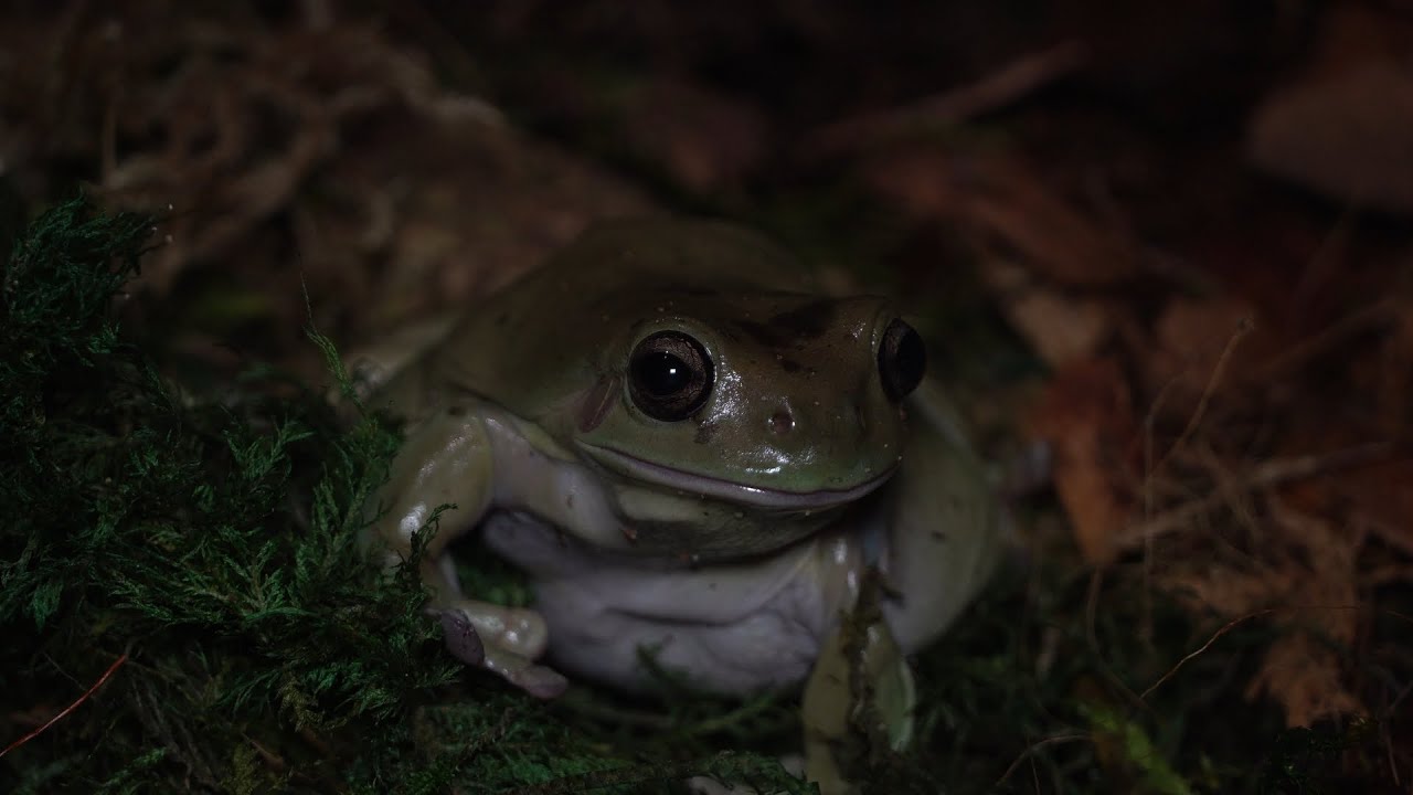 Unravelling the Mystery of Saving Endangered Frogs!