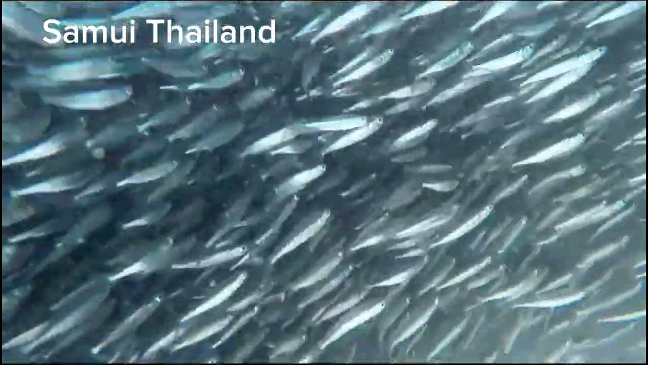 Allah's blessing, unique creation.