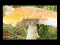 Yellow fly agaric