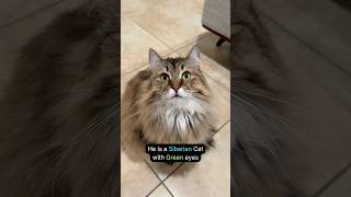 Here is a Siberian Cat with Green eyes