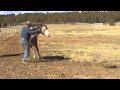 Dancer the Spanish Mustang Horse playing with Win at liberty