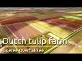 Tulpenvelden op goereeoverflakkee  dutch tulip fields by drone