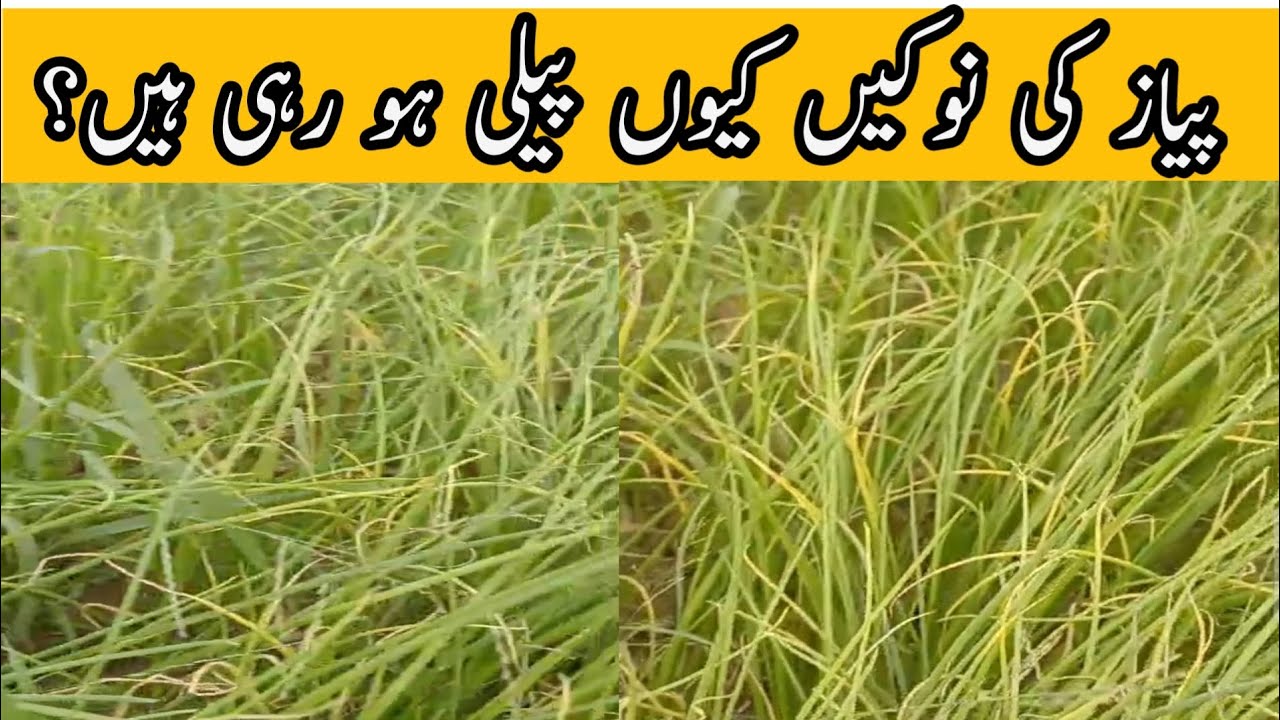 Why onion tips are turning yellow | پیاز کے پتوں کی نوکیں پیلی کیوں ہو رہی ہیں