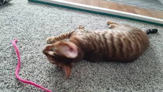 Rory the Toyger - There will be no close ups! by ToygerJoy 351 views 3 years ago 1 minute, 3 seconds