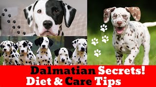 Dalmatian Care Guide : Expert Care Tips for Your Dalmatian | Tips Every Owner Should Know #dalmatian