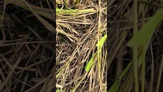 Zero tillage  protocol 1st step