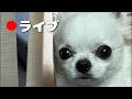 うみが夜ご飯を食べるだけLIVE