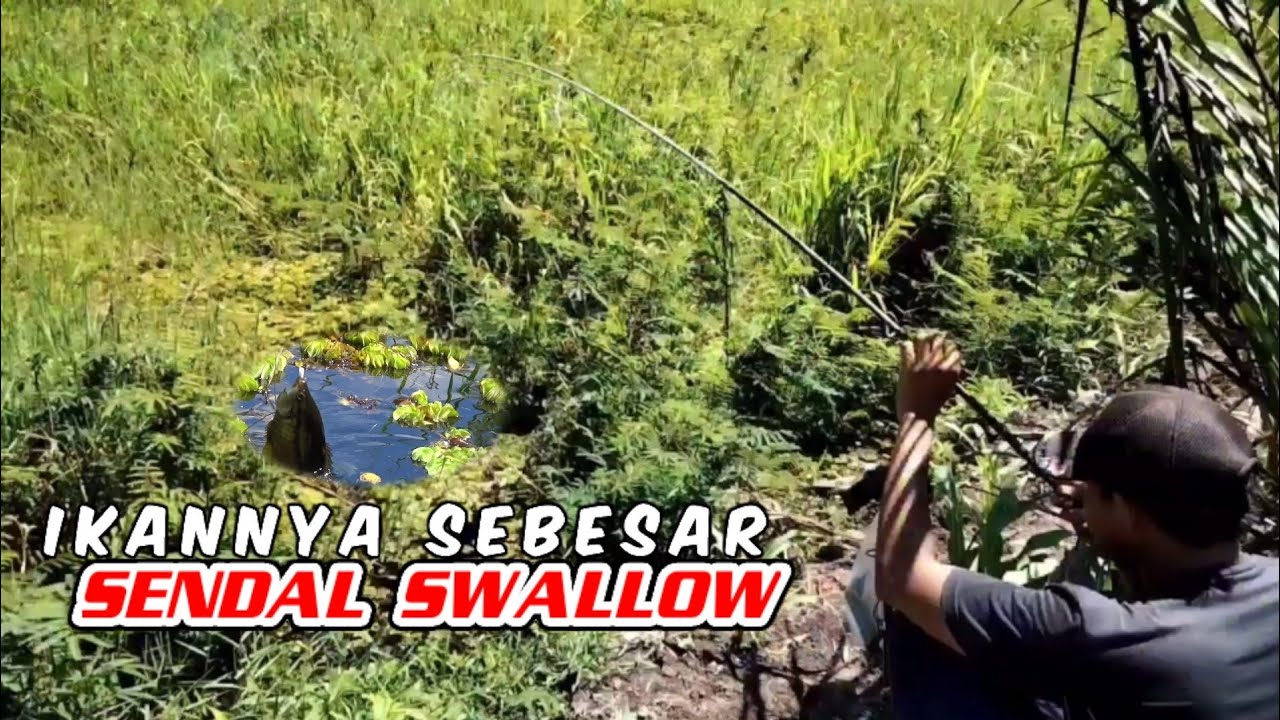 MANCING SEPAT SIAM DISPOT RAWA