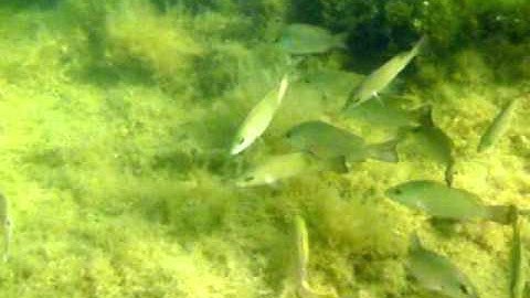 Underwater Video Post Processing 6:  Green Water Original then Finished