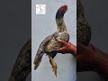 Top quality breeding female Parrot beak Aseel #parrotbeakaseel #aseelfarm #aseellovers #aseels
