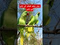 Mithu Talks &amp; Dance 💃🦜✨#MianMithu #TalkingParrot #BirdDance #CuteMoments #Shorts