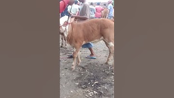Pedet Marlboro super #sapi #cow #bull #sapigemuk #simental #pedet #sapijumbo #bakalan #ternak