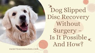 Dog Slipped Disc Recovery Without Surgery – Is It Possible And How?