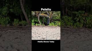 Peleliu Shoreline Then and Now #worldwarii #worldwar #ww2history #ww2 #historybuff #wwii #worldwar2 @SFRProductions