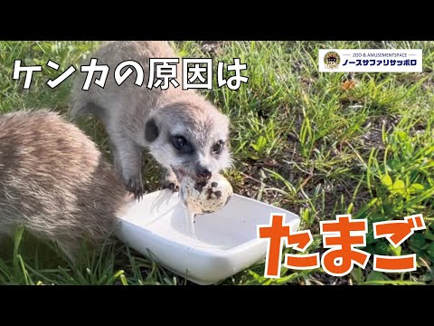 【初めての】ウズラの卵にバトル勃発